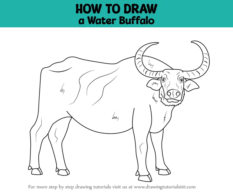 Angry Buffalo outline drawing easy | How to draw A Buffalo step by step |  Outline drawings - YouTube