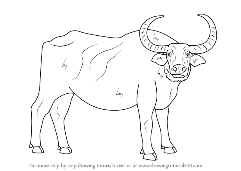 Learn How to Draw a Water Buffalo (Farm Animals) Step by Step : Drawing  Tutorials