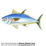 How to Draw an Atlantic Bluefin Tuna