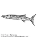 How to Draw a Barracuda