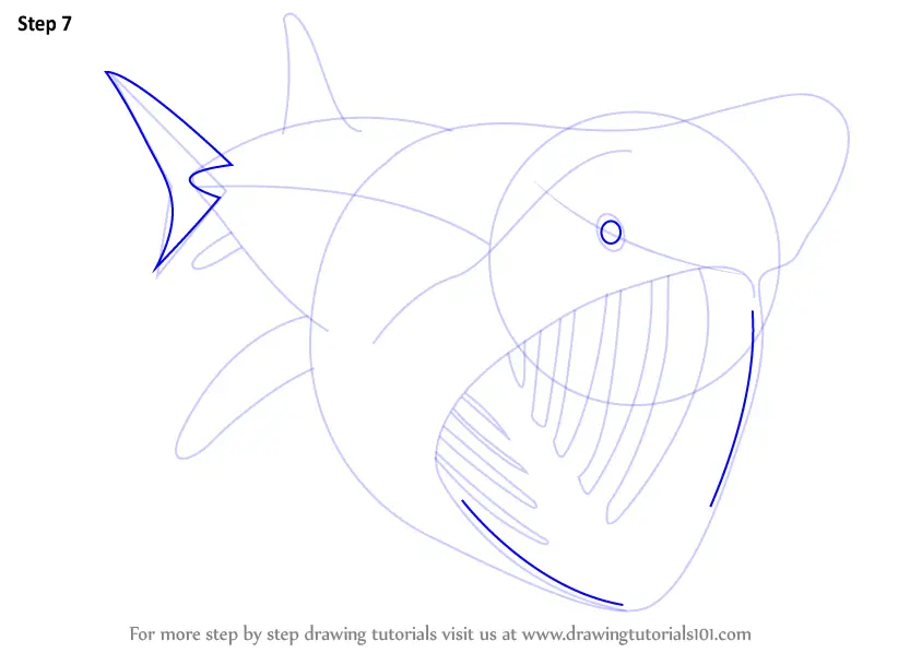 Step by Step How to Draw a Basking Shark
