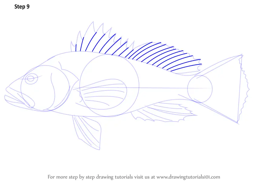 How to Draw a Black Sea Bass (Fishes) Step by Step ...