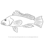 How to Draw a Black Sea Bass