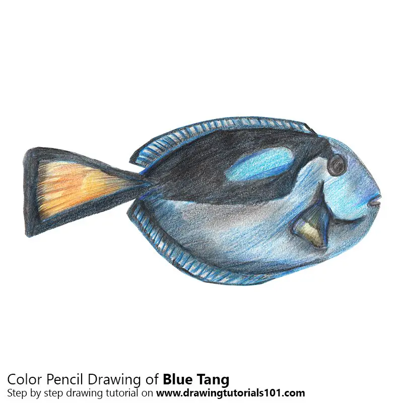 Blue Tang Color Pencil Drawing