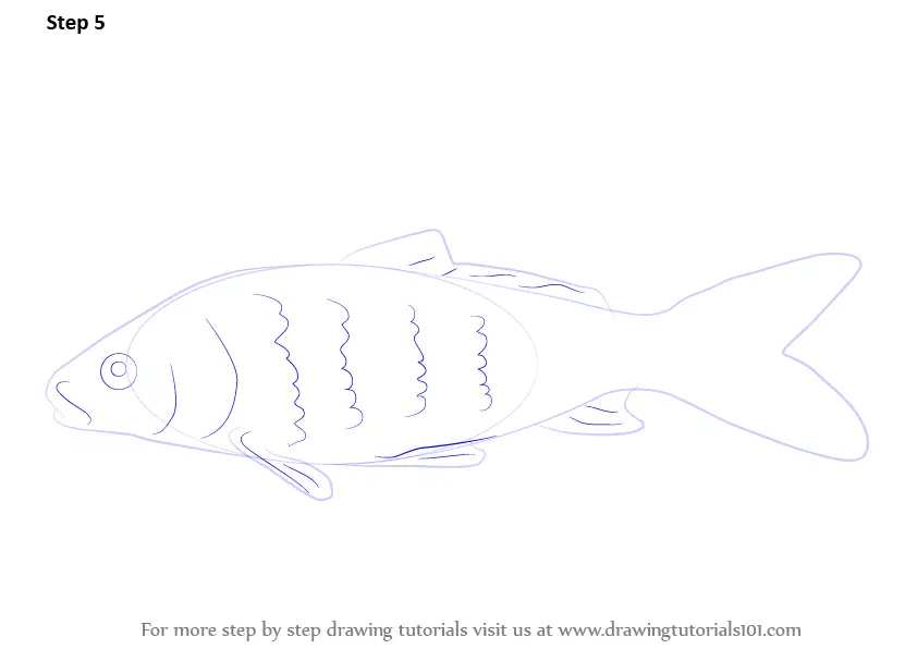 How to Draw a Carp Fish (Fishes) Step by Step | DrawingTutorials101.com