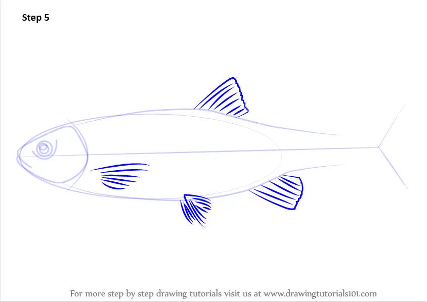 Learn How to Draw a Chub (Fishes) Step by Step Drawing Tutorials