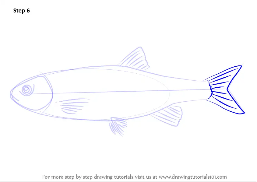 How to Draw a Chub (Fishes) Step by Step