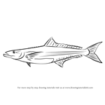 How to Draw a Cobia