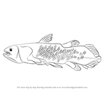 How to Draw a Coelacanth