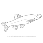 How to Draw a Dace