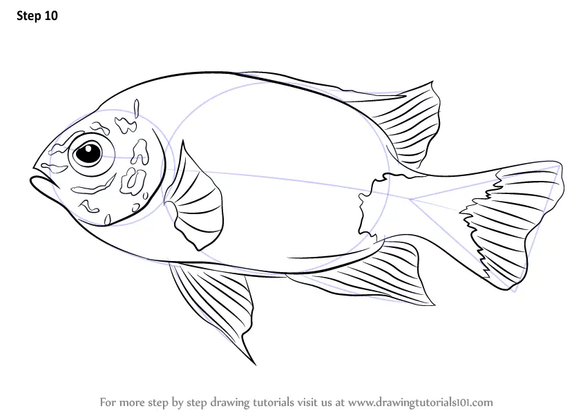 Learn How to Draw a Damselfish (Fishes) Step by Step : Drawing Tutorials