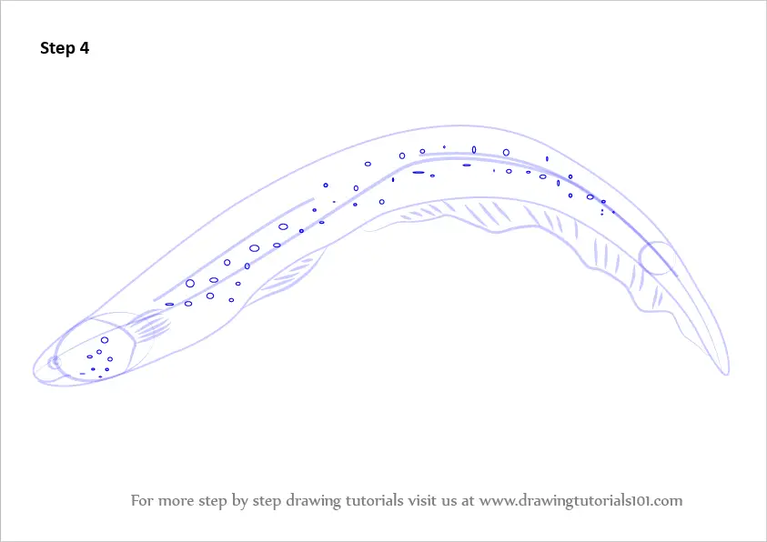 How to Draw an Electric Eel (Fishes) Step by Step