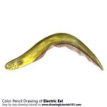 How to Draw an Electric Eel