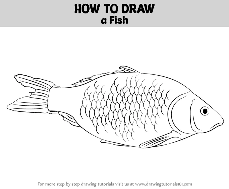 how to draw Fish step 0 og