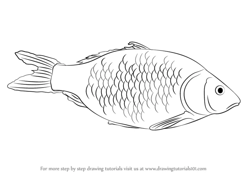 Fish Line Drawing - Simple Fish Outline - Free Transparent PNG Clipart  Images Download