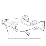 How to Draw a Giant Catfish