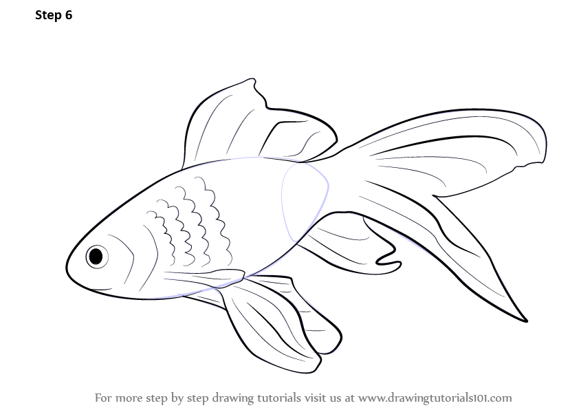 how to draw a goldfish