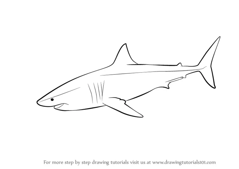 How to Draw a Great White Shark (Fishes) Step by Step