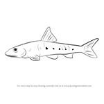 How to Draw a Gudgeon fish