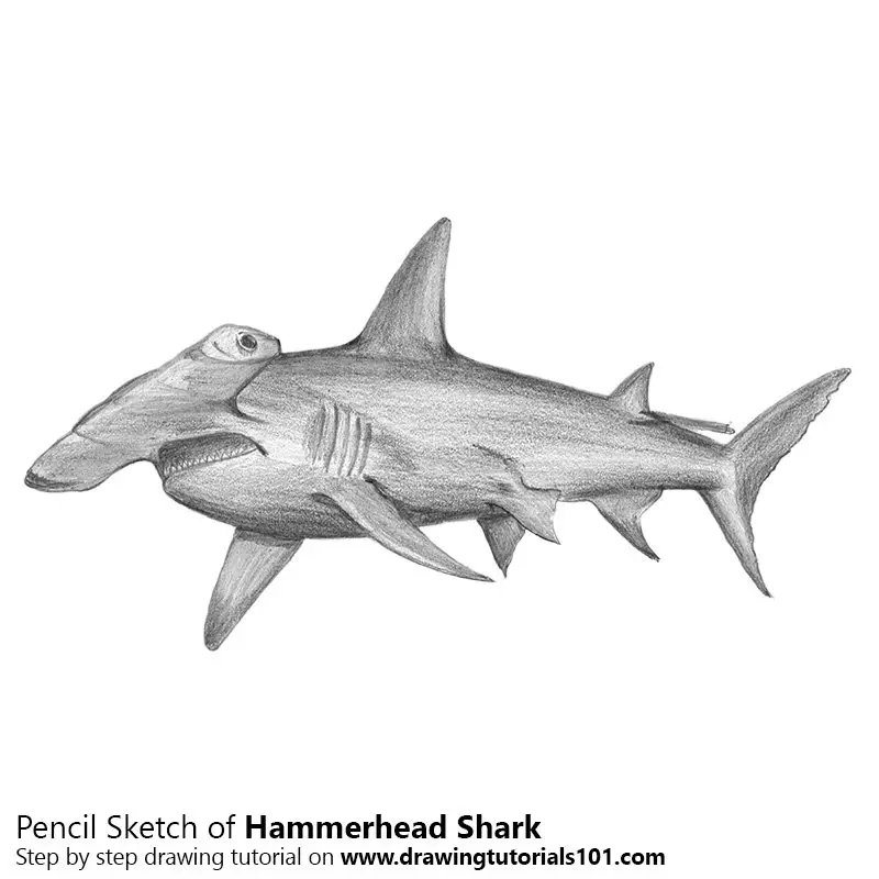 Hammerhead Shark Pencil Drawing How to Sketch Hammerhead Shark using