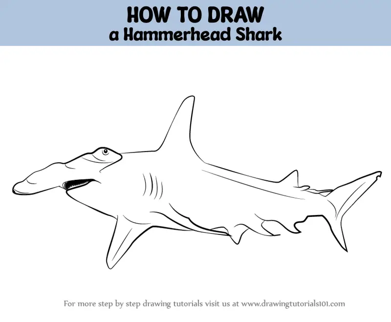 How to Draw a Hammerhead Shark - Easy Drawing Art