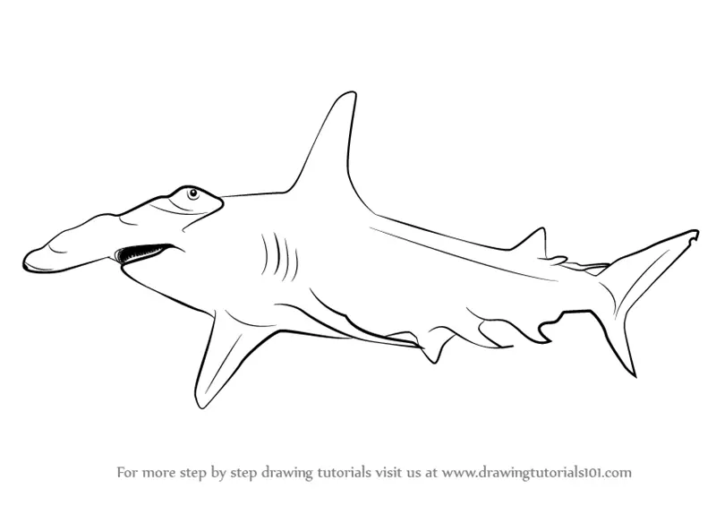 Buy Hammerhead Shark Drawing Print Online in India  Etsy