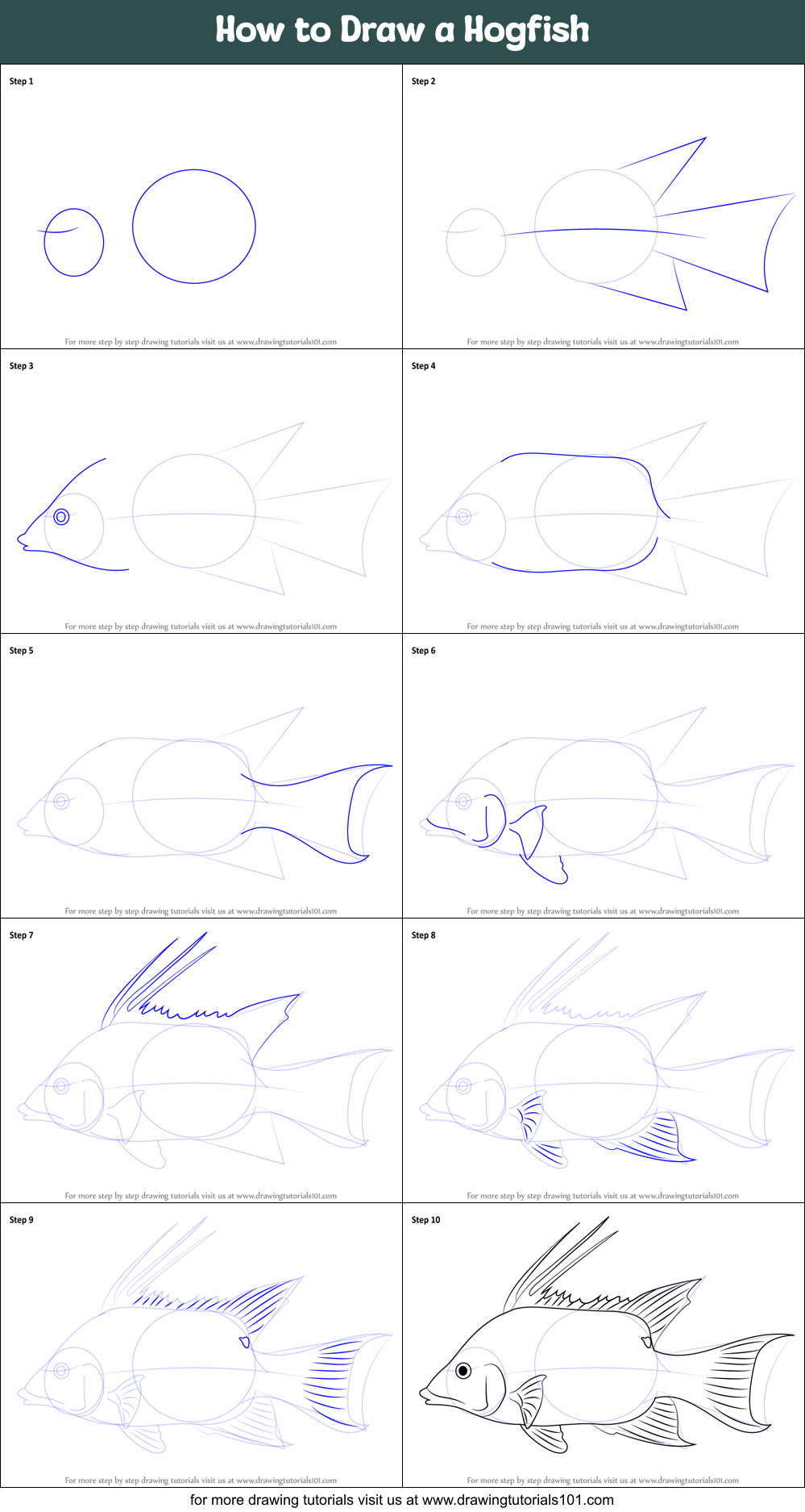 How to Draw a Hogfish (Fishes) Step by Step | DrawingTutorials101.com