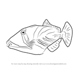 How to Draw a Lagoon Triggerfish