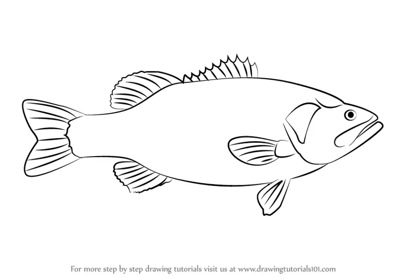 Largemouth Bass Drawing Outline