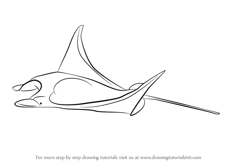 Learn How to Draw a Manta Ray (Fishes) Step by Step : Drawing Tutorials