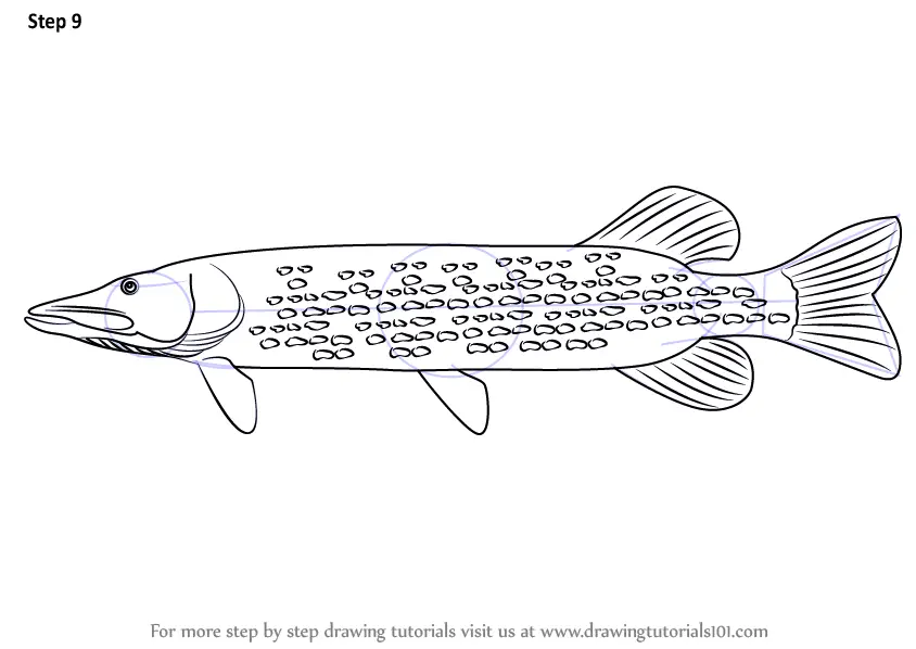 Download Learn How to Draw a Pike (Fishes) Step by Step : Drawing ...