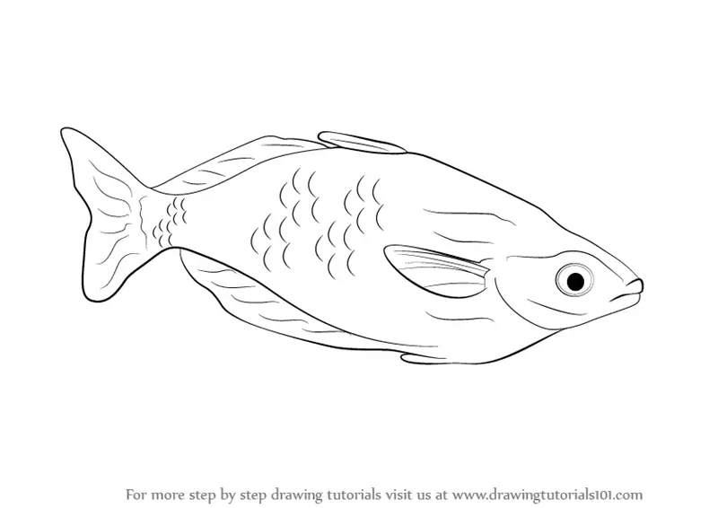How to Draw a Rainbowfish (Fishes) Step by Step | DrawingTutorials101.com