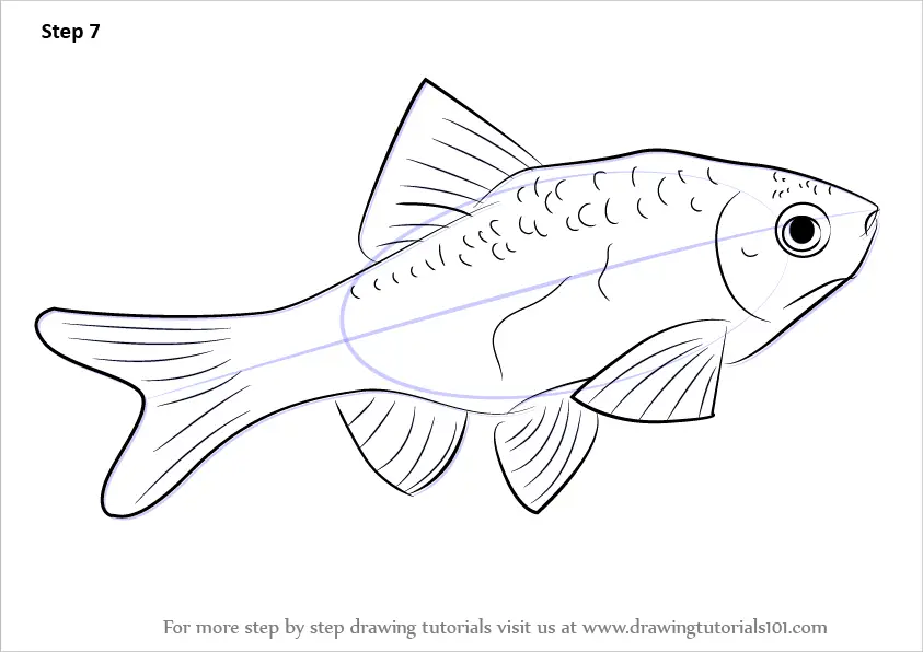 How to Draw a Rosy Barb (Fishes) Step by Step | DrawingTutorials101.com