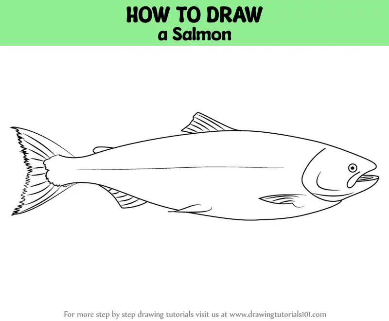 How to Draw a Salmon (Fishes) Step by Step