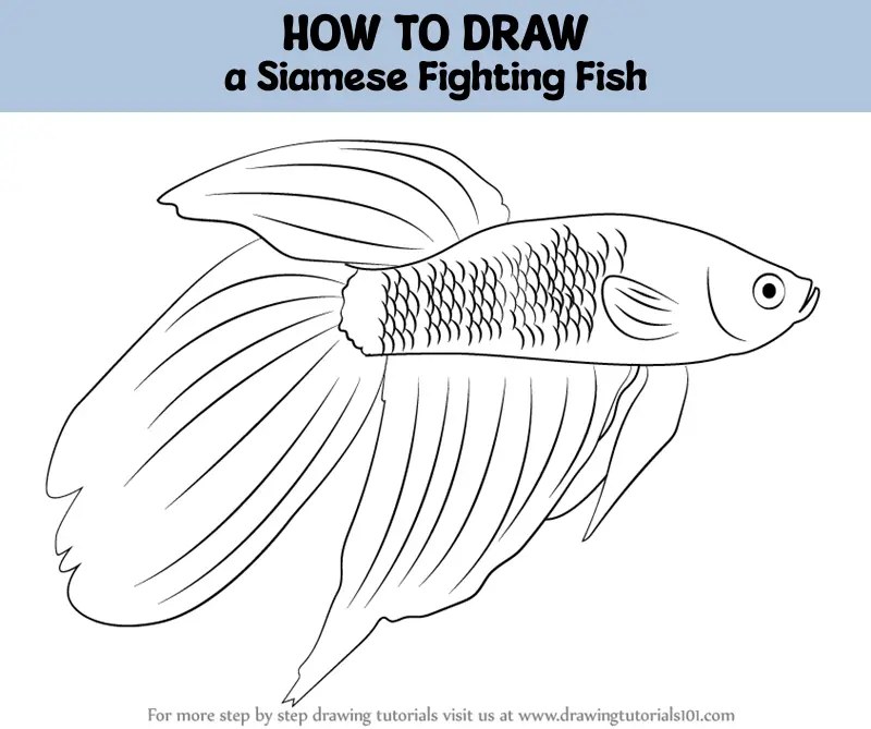 How to Draw a Betta Fish step by step – Easy Animals 2 Draw