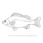 How to Draw a Silver Perch