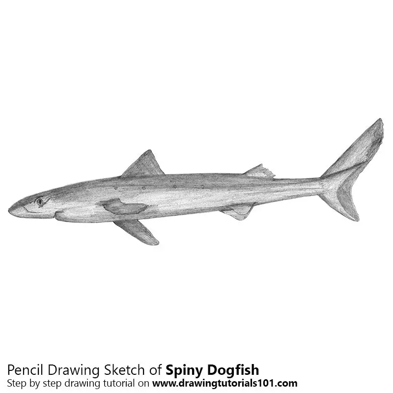 Spiny Dogfish Pencil Drawing How to Sketch Spiny Dogfish using