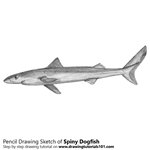 How to Draw a Spiny Dogfish