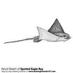 How to Draw a Spotted Eagle Ray
