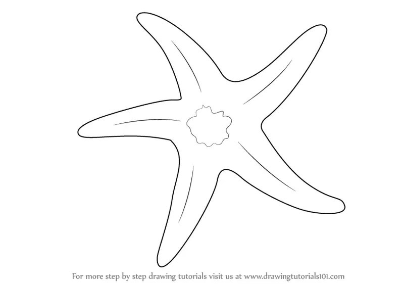 Starfish Drawing  How To Draw A Starfish Step By Step