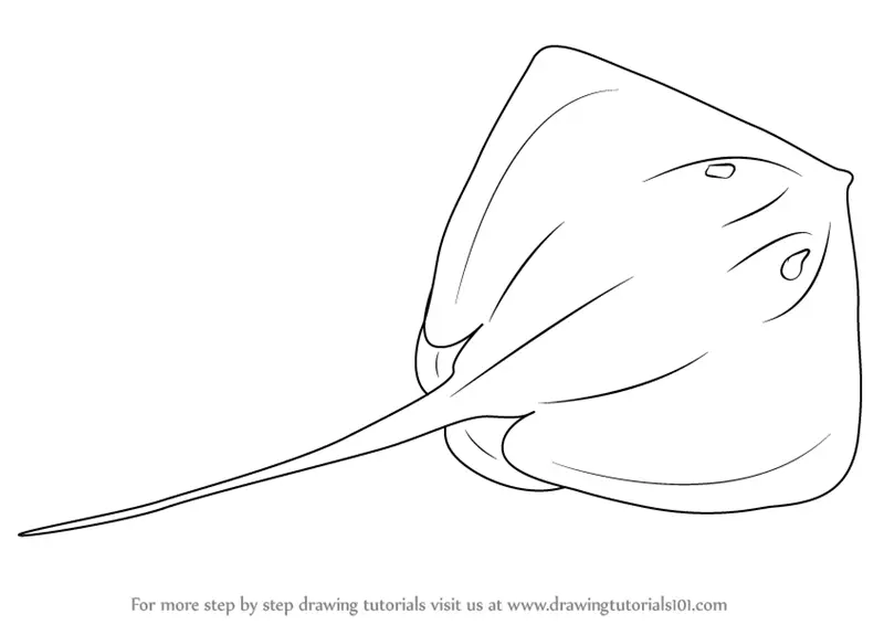 Newest For Cartoon Stingray Drawing Easy