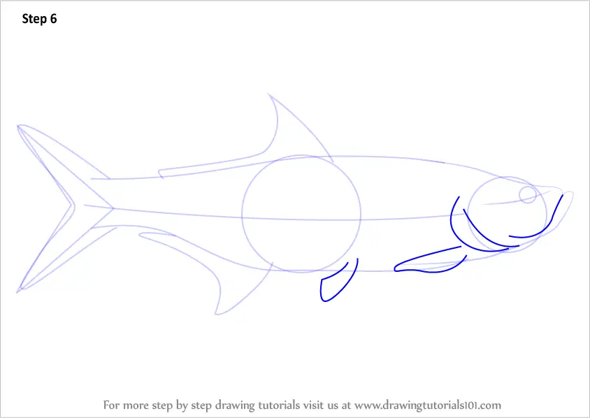 How to Draw a Tarpon (Fishes) Step by Step | DrawingTutorials101.com