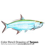 How to Draw a Tarpon