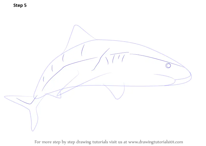 How to Draw a Tiger Shark (Fishes) Step by Step