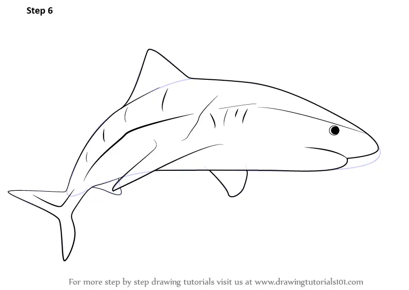 Step by Step How to Draw a Tiger Shark