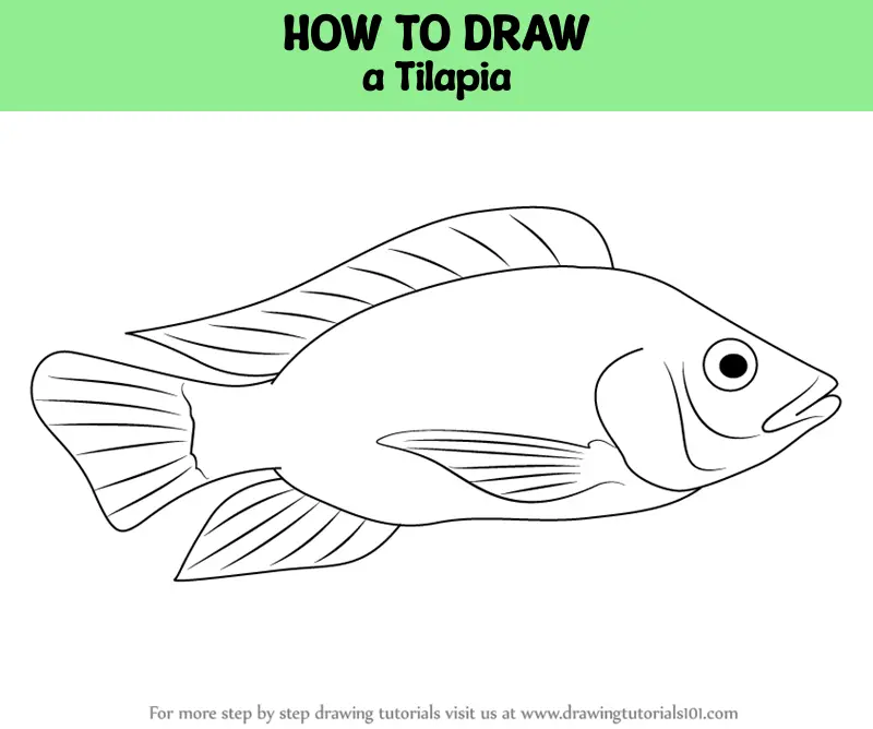 How To Draw Fish Easy, Rainbow Fish Drawing