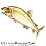 How to Draw a Trout