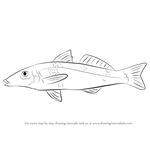 How to Draw a Whiting Fish