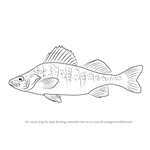 How to Draw a Yellow perch