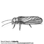 How to Draw a Alderfly